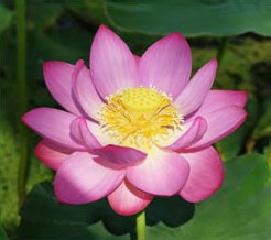 lotus_flower